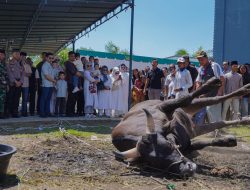 Bobby Nasution dan Keluarga Kurban 3 Sapi di Masjid Jami’ Hanifah