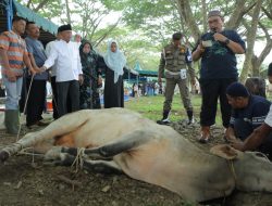 Pemerintah Kabupaten Asahan Sembeli Hewan Qurban