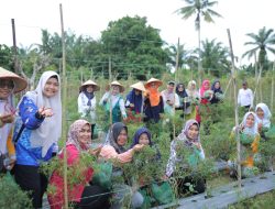 Ketua TP PKK Asahan Panen Raya Jagung dan Cabai, Dorong Ketahanan Pangan Keluarga