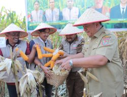 Bupati Asahan Panen Raya Jagung di Tinggi Raja: Dorong Petani Jadi Pelopor Ketahanan Pangan Daerah