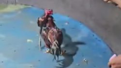 Warga Minta Polisi Gerebek Lapak Judi Sabung Ayam di Gang Sejati, Medan Tuntungan