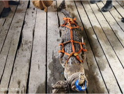 Tim PPS Kalbar Evakuasi Buaya 2 Meter di Permukiman Tanjung Hulu Pontianak