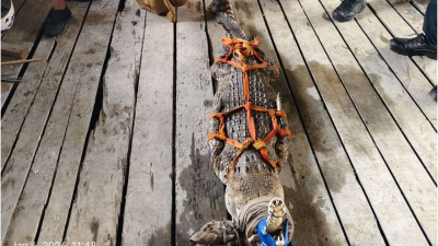 Tim PPS Kalbar Evakuasi Buaya 2 Meter di Permukiman Tanjung Hulu Pontianak