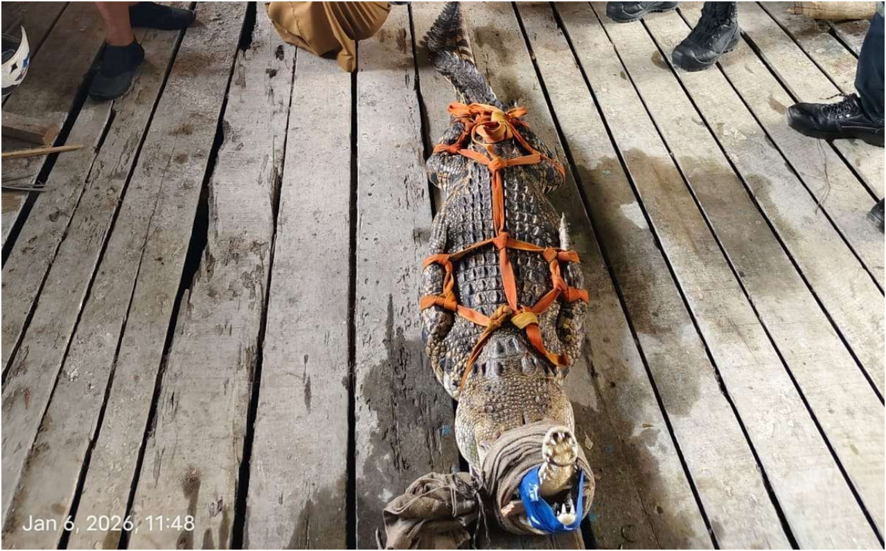 Tim PPS Kalbar Evakuasi Buaya 2 Meter di Permukiman Tanjung Hulu Pontianak