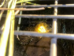 Heboh! Anak Harimau Sumatera Tertangkap Perangkap Warga di Teluk Meranti, BBKSDA Langsung Evakuasi