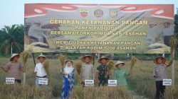 Kodim 0208/As Gelar Panen Raya Padi Gogo di Kisaran, Dukung Ketahanan Pangan Nasional