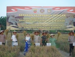Kodim 0208/As Gelar Panen Raya Padi Gogo di Kisaran, Dukung Ketahanan Pangan Nasional