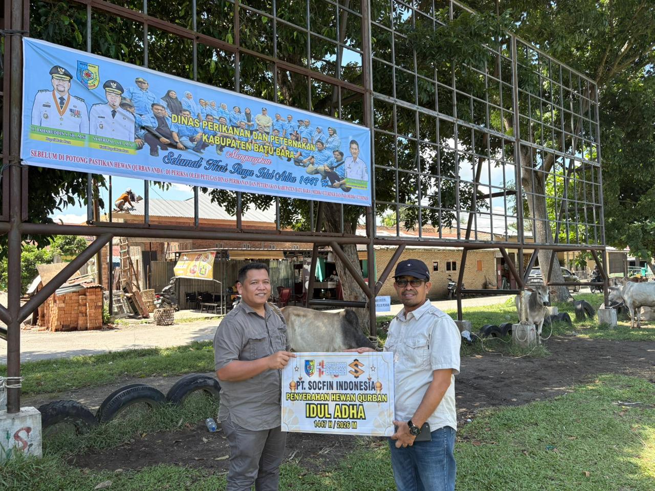 PT Socfin Tanah Gambus Serahkan 2 Ekor Sapi Kurban