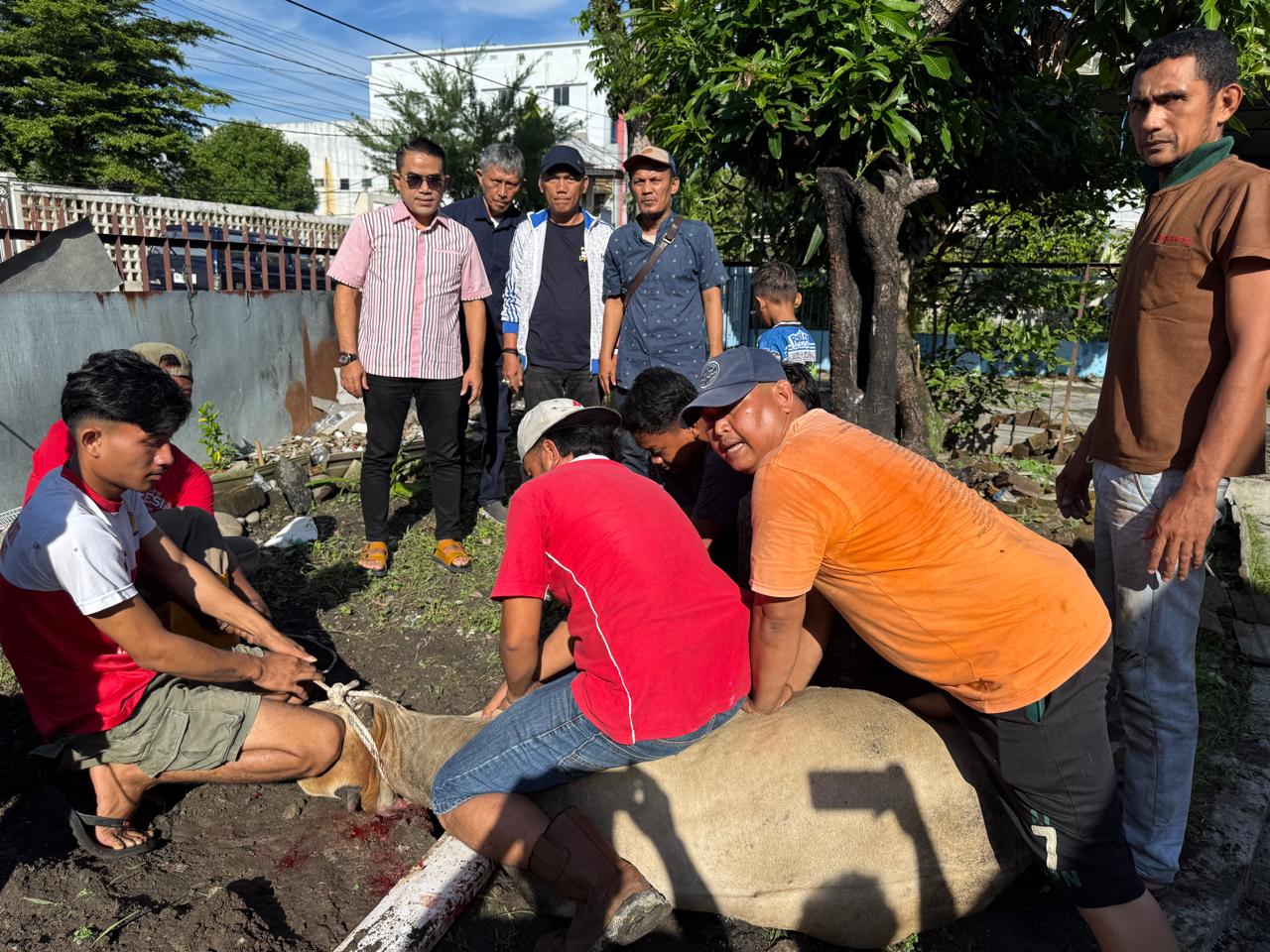 PWPM Sembelih Dua Ekor Sapi Kurban Bantuan Wali Kota Medan Rico Waas