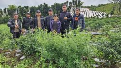 Polisi Temukan Kebun Ganja di Karo, Petani Diamankan Bersama 8 Batang Tanaman