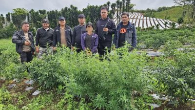 Polisi Temukan Kebun Ganja di Karo, Petani Diamankan Bersama 8 Batang Tanaman