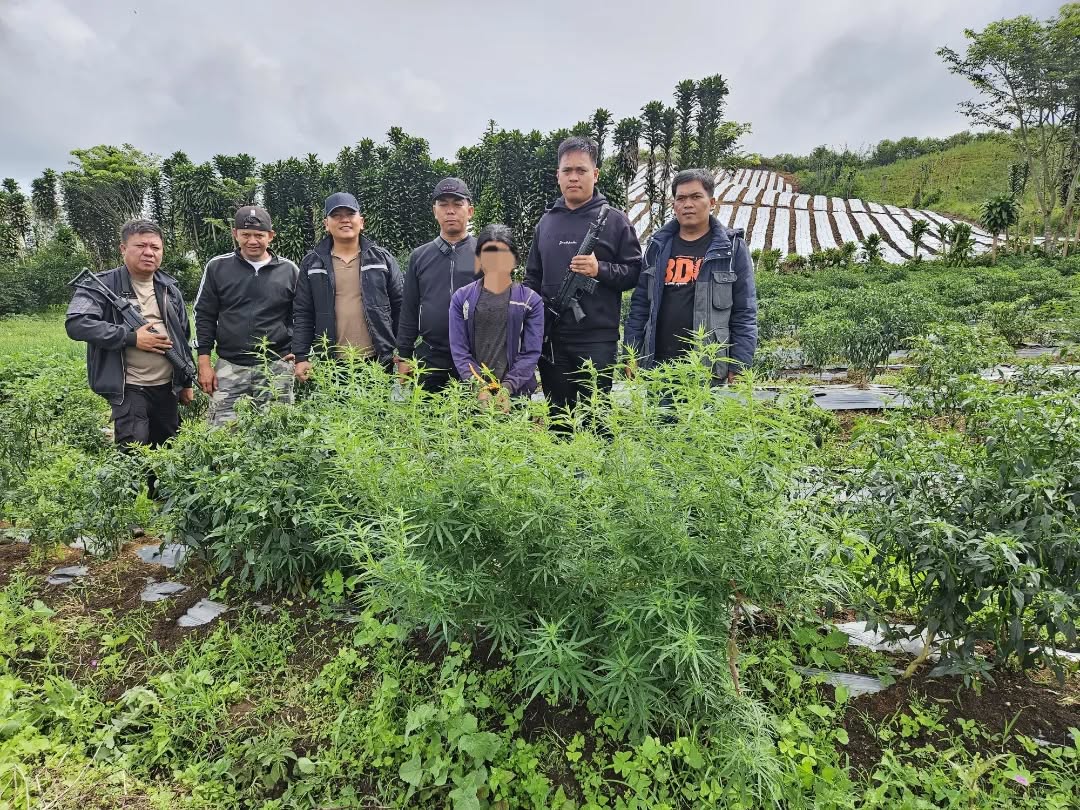 Polisi Temukan Kebun Ganja di Karo, Petani Diamankan Bersama 8 Batang Tanaman